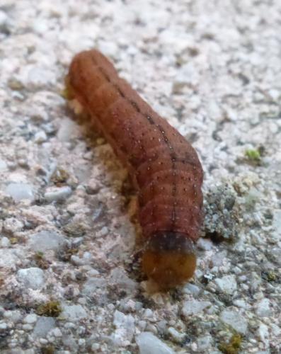 Réf. 241 183 : Lacanobia oleracea